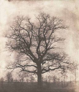 LINEATURE - an oak tree in winter - 1842-43 - Photographie