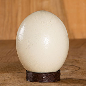 AURORA FABS -  - Ostrich Egg