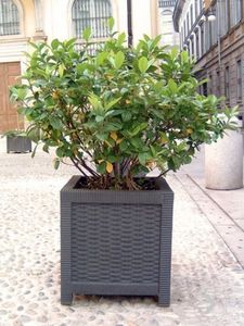 CALZOLARI -  - Tree Pot