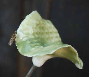 MANOLI GONZALEZ - fleur - Pflanzenskulptur