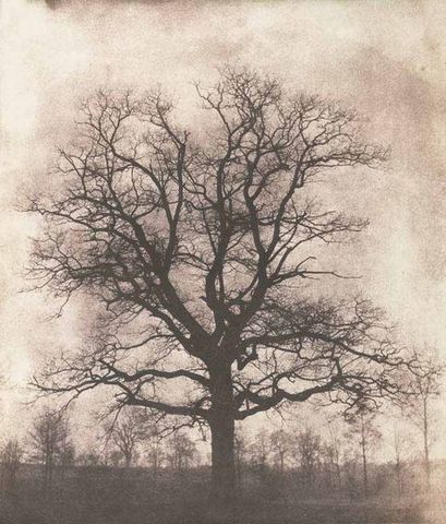 LINEATURE - Fotografie-LINEATURE-An oak tree in winter - 1842-43
